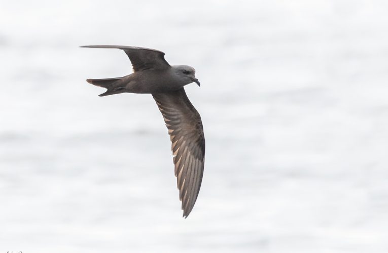 Realizaran taller de protección de la  Golondrina de Mar Negra (Oceanodroma markhami)