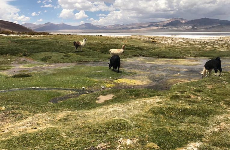Día Mundial del Medio Ambiente