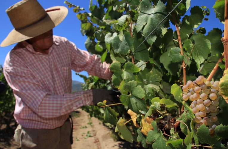 SAG amplía plazo para declarar las plantaciones de vides con su ubicación geoespacial