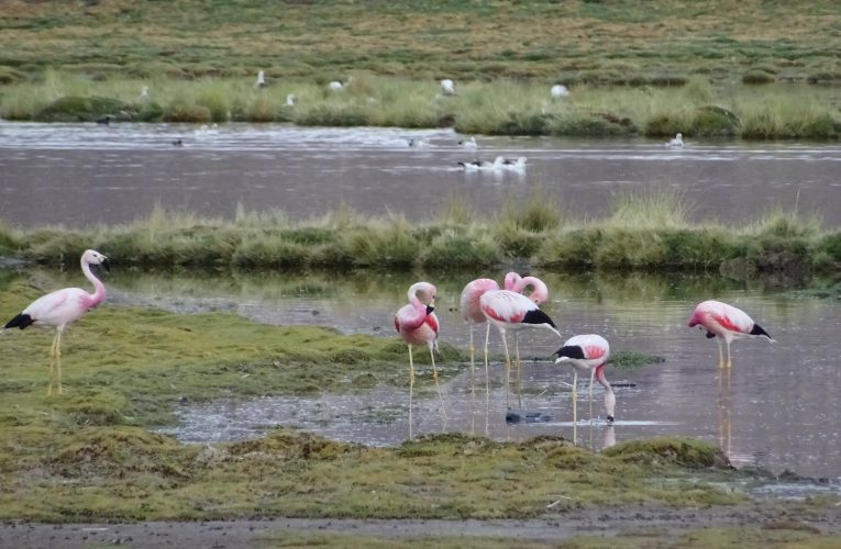 Proyecto busca crear sistema de monitoreo para mejorar gestión de humedales